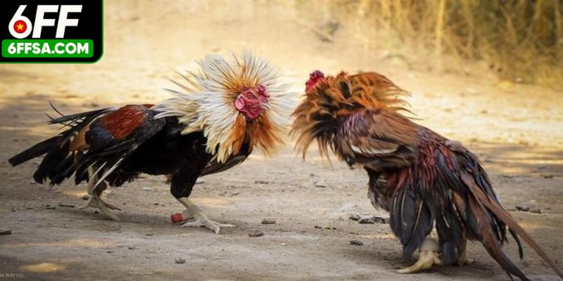 Hình thức giải trí được yêu thích với nhiều điểm cực hấp dẫn sư kê